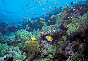 spot snorkeling crystal bay