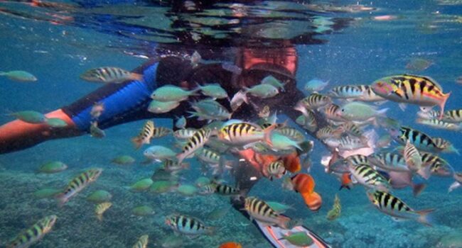 spot snorkeling gamat bay