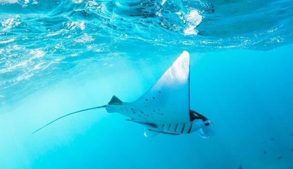 spot snorkeling manta bay